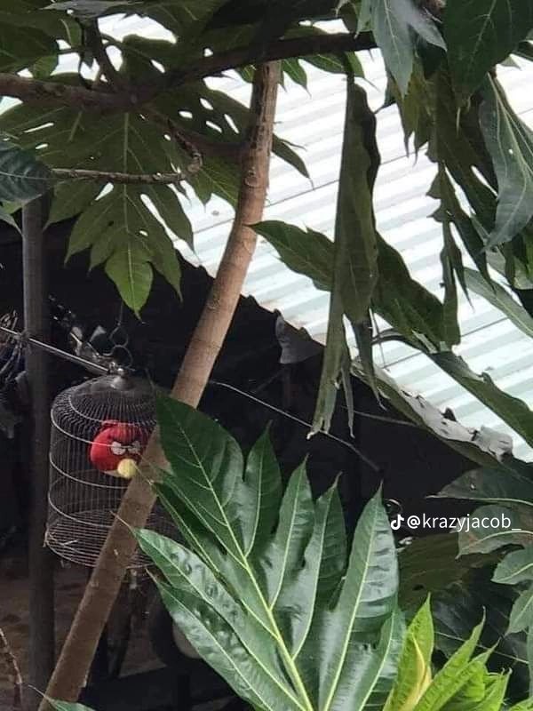 Specter jeff tweet media