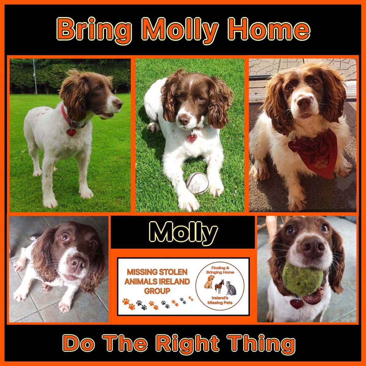 It’s coming up to 3 yrs since Molly was #stolen - July 17th 2020. She is believed to have been trafficked to the UK- She is still #MISSING #bringmollyhome #springerspaniel @TipperaryLive @KianEichholz @Cappawhite1 @cappawhitegaa @CappawhiteLFC @SAMPAuk_ @DogLostUK @DogsTrust
