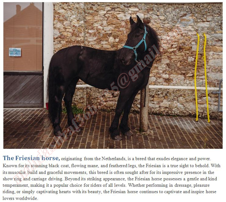#horse #Friesianhorse #Blackhorse