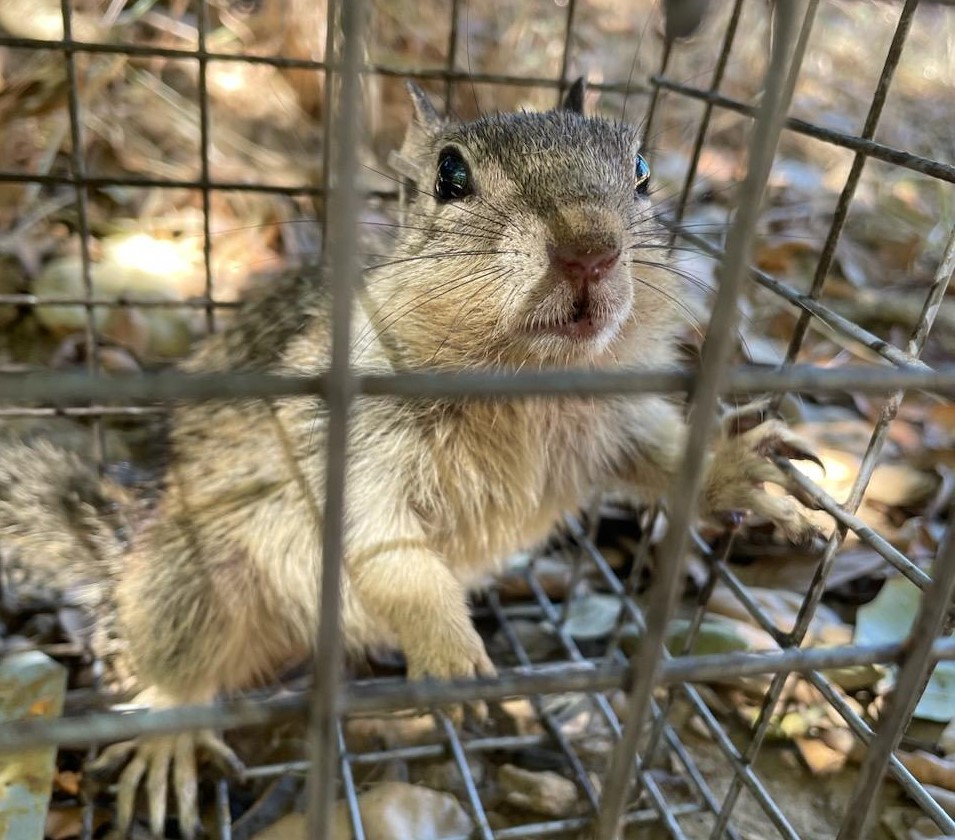 Jenn Smith 🌈🐺🐾🐭🐍 tweet media