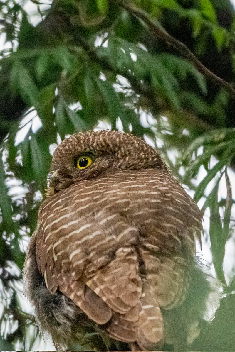 A lifer for me ..Asian Barred Owlet 😀 Spotted thanks to a black Bulbul ! #photography #ThePhotoHour #IndiAves #birdphotography #BirdsofIndia #birdwatching #BirdsSeenIn2023 #SonyAlpha #SonyAlpha7iv #sony200600 #Poonch #JammuAndKashmir