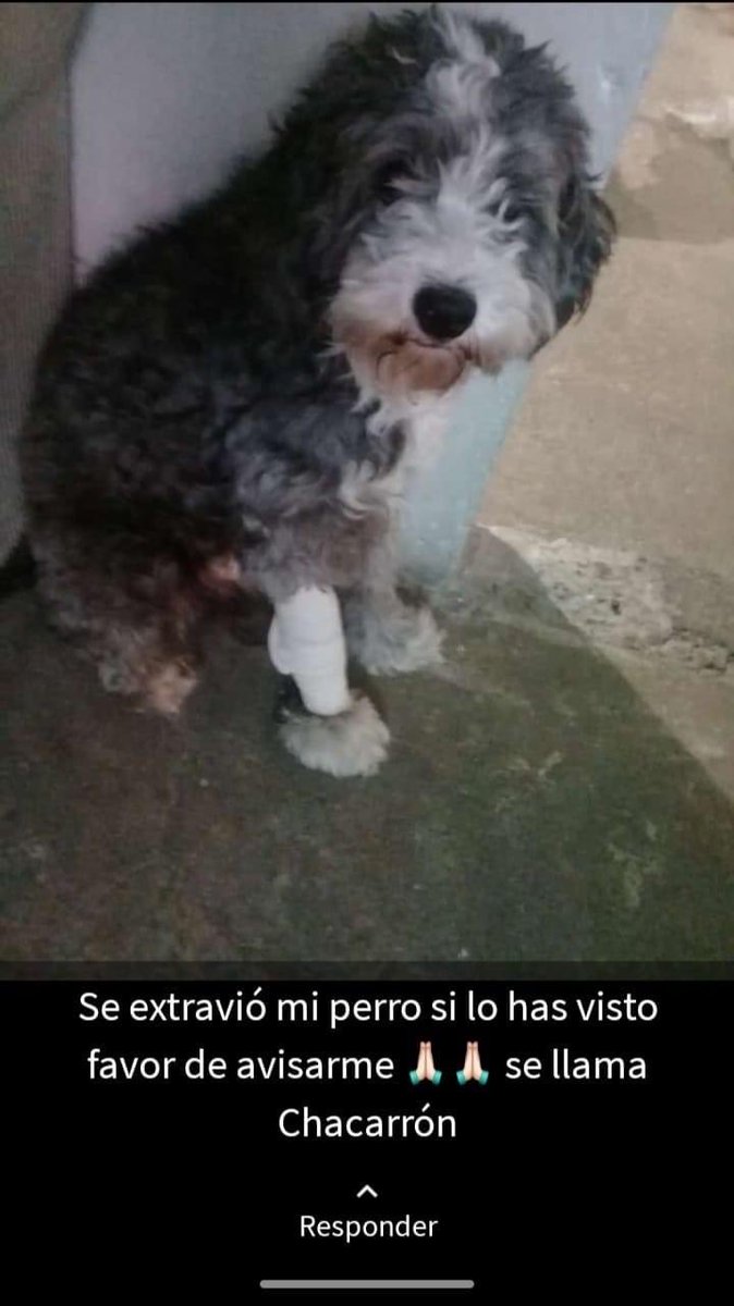 AlejandraVegaF5's tweet photo. Atención Iztapalapa, su dueña lo busca desesperadamente, se llama Chacarron RT x favor https://t.co/Sylto3Y2rV