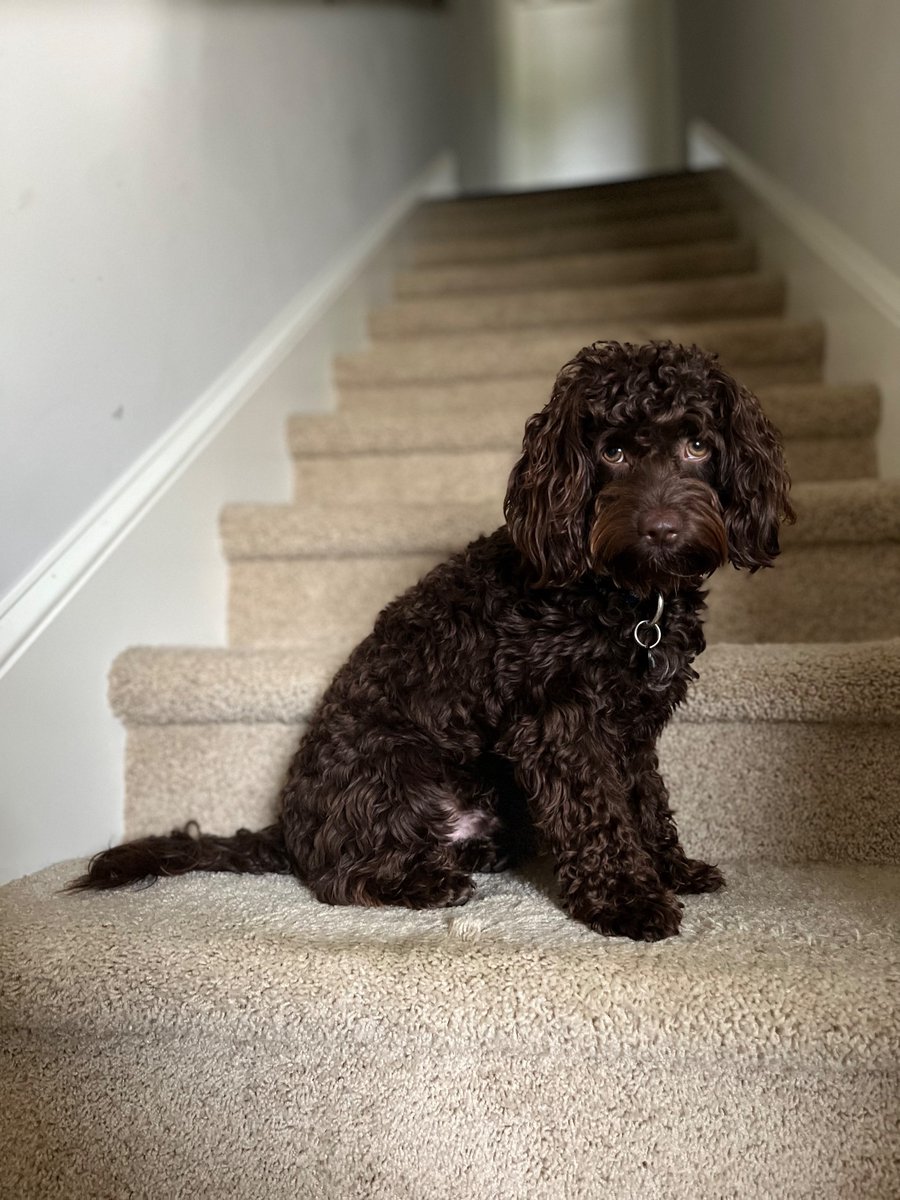 The goodest boy. 

Is also a little hellion that enjoys sprinting around jumping on everyone and biting.