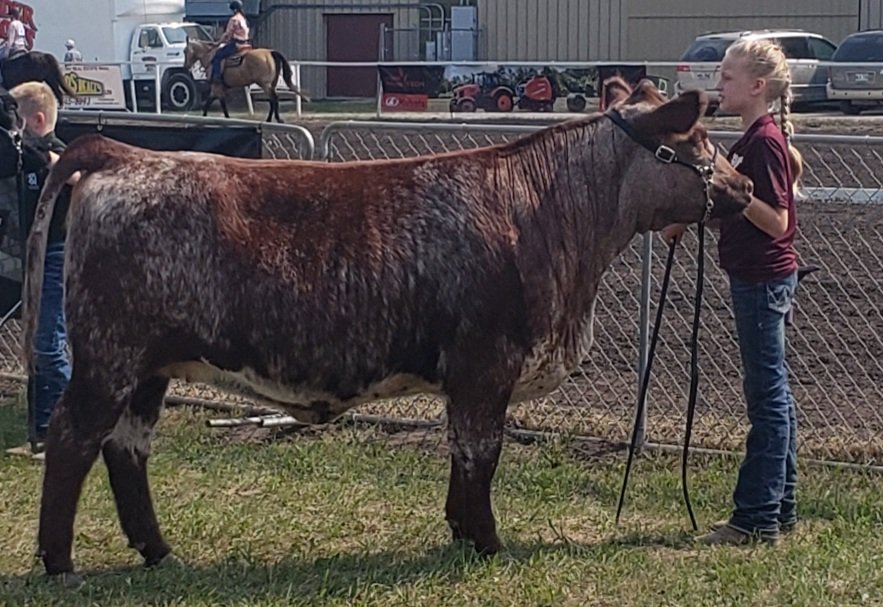 vanridge1's tweet photo. 3 days, 3 different judges, 3 top 5 finishes. I think Delaney has a good heifer here. Vanridge R Dell Rosie Karli 9K, a Muridale Phantom daughter. @GenexCanadaBeef https://t.co/Jgxi8sGH3x