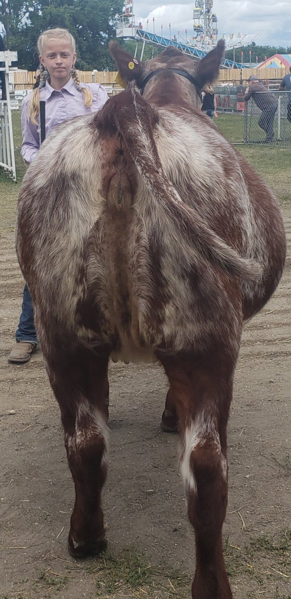 vanridge1's tweet photo. 3 days, 3 different judges, 3 top 5 finishes. I think Delaney has a good heifer here. Vanridge R Dell Rosie Karli 9K, a Muridale Phantom daughter. @GenexCanadaBeef https://t.co/Jgxi8sGH3x