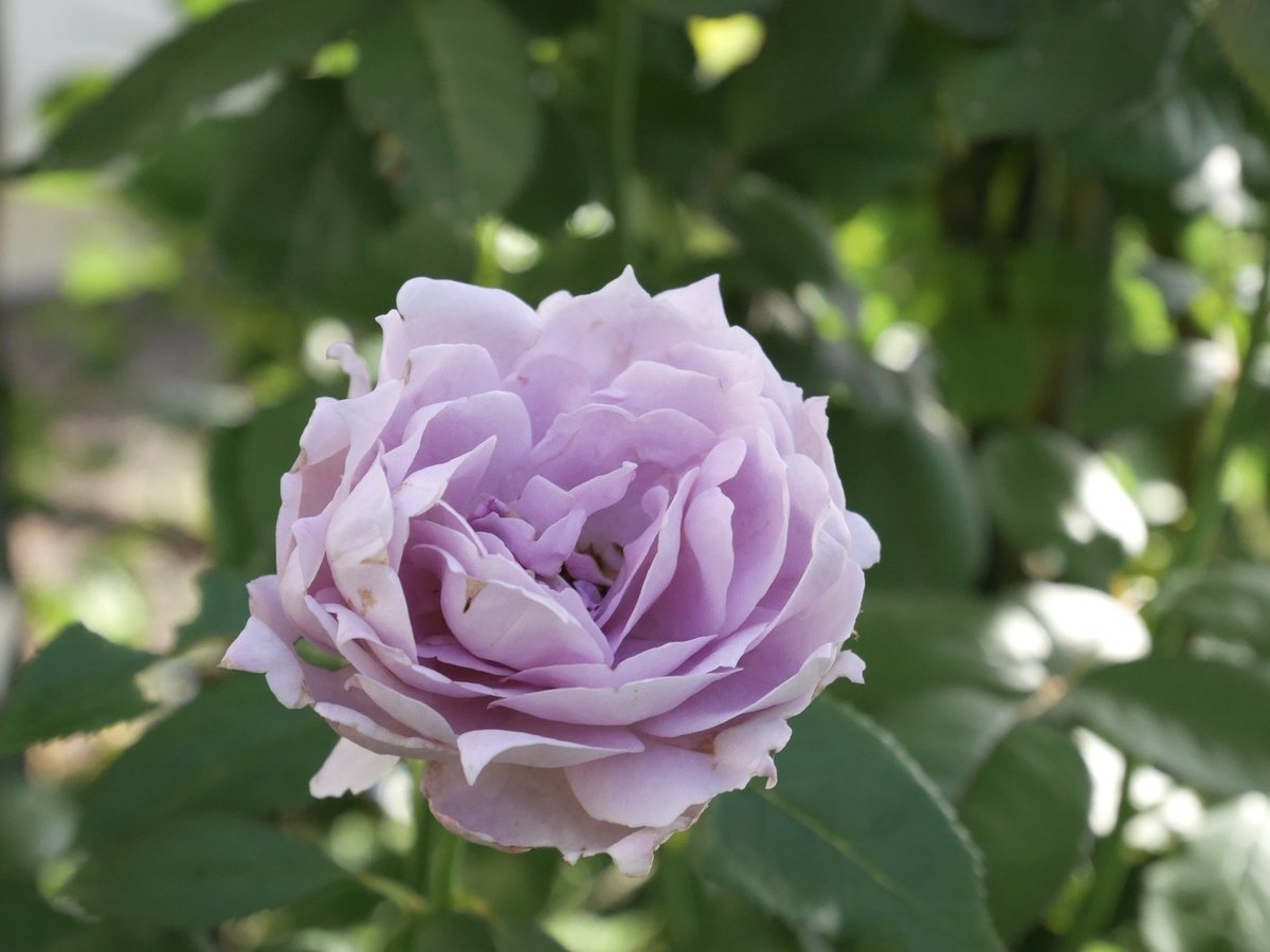 rose_runner's tweet photo. おはようございます
今朝のお庭より
#ノヴァーリス
ちょっと雰囲気変えて咲いてます

今日は埼玉の園芸店「さにべる」に来ています
暑〜

#Novalis
#バラ https://t.co/gFBRJej5Pa