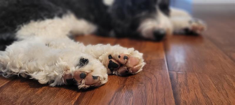 If you wouldn't walk barefoot on hot sidewalk, neither should your pet. 
Help protect your pet's precious toe beans 🐾 with these cool tips! bit.ly/3XCUiXv