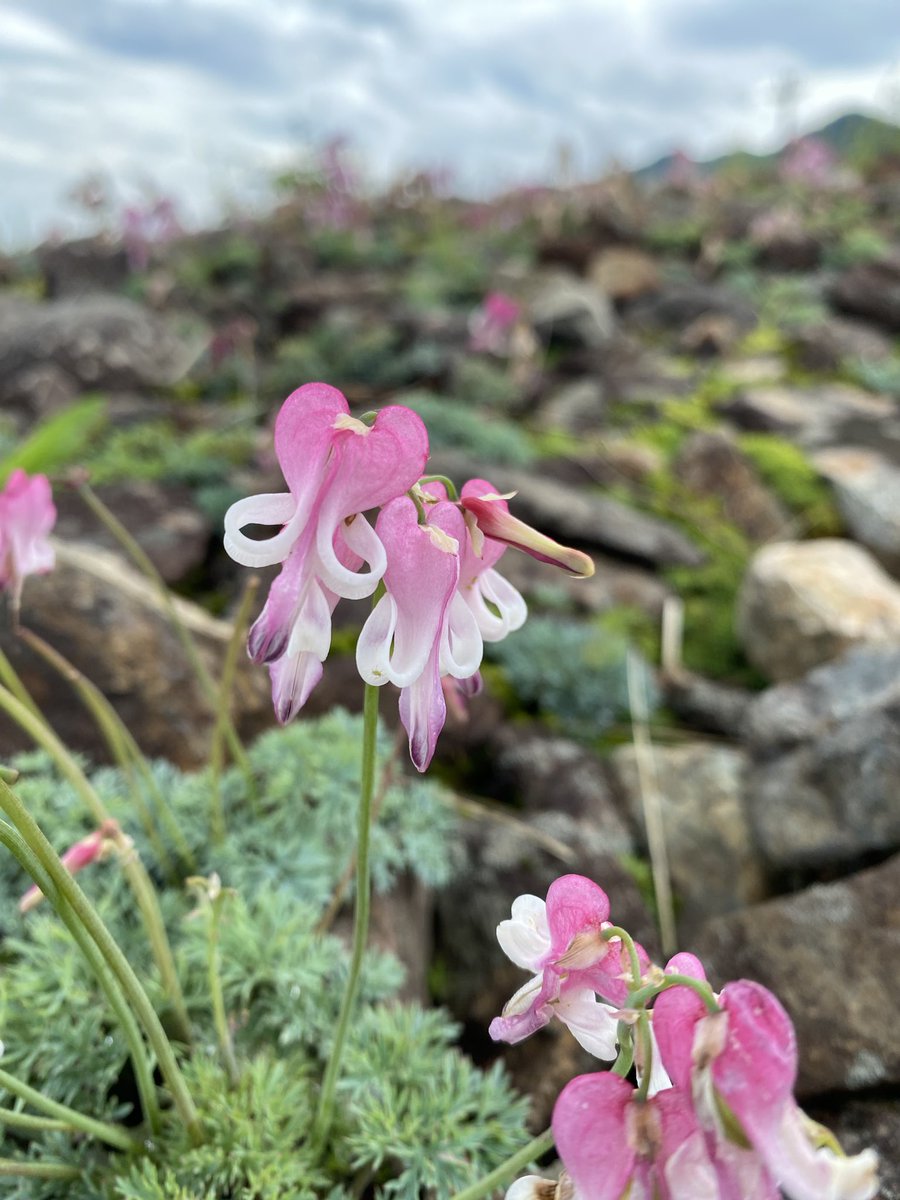 WTZNWTZN's tweet photo. 高原植物たのしい
#長野 #白馬 #五竜高山植物園 #高山植物 #青いケシの花 #ヒマラヤ https://t.co/Lj5hRr982f