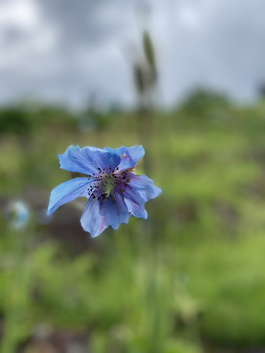 WTZNWTZN's tweet photo. 高原植物たのしい
#長野 #白馬 #五竜高山植物園 #高山植物 #青いケシの花 #ヒマラヤ https://t.co/Lj5hRr982f