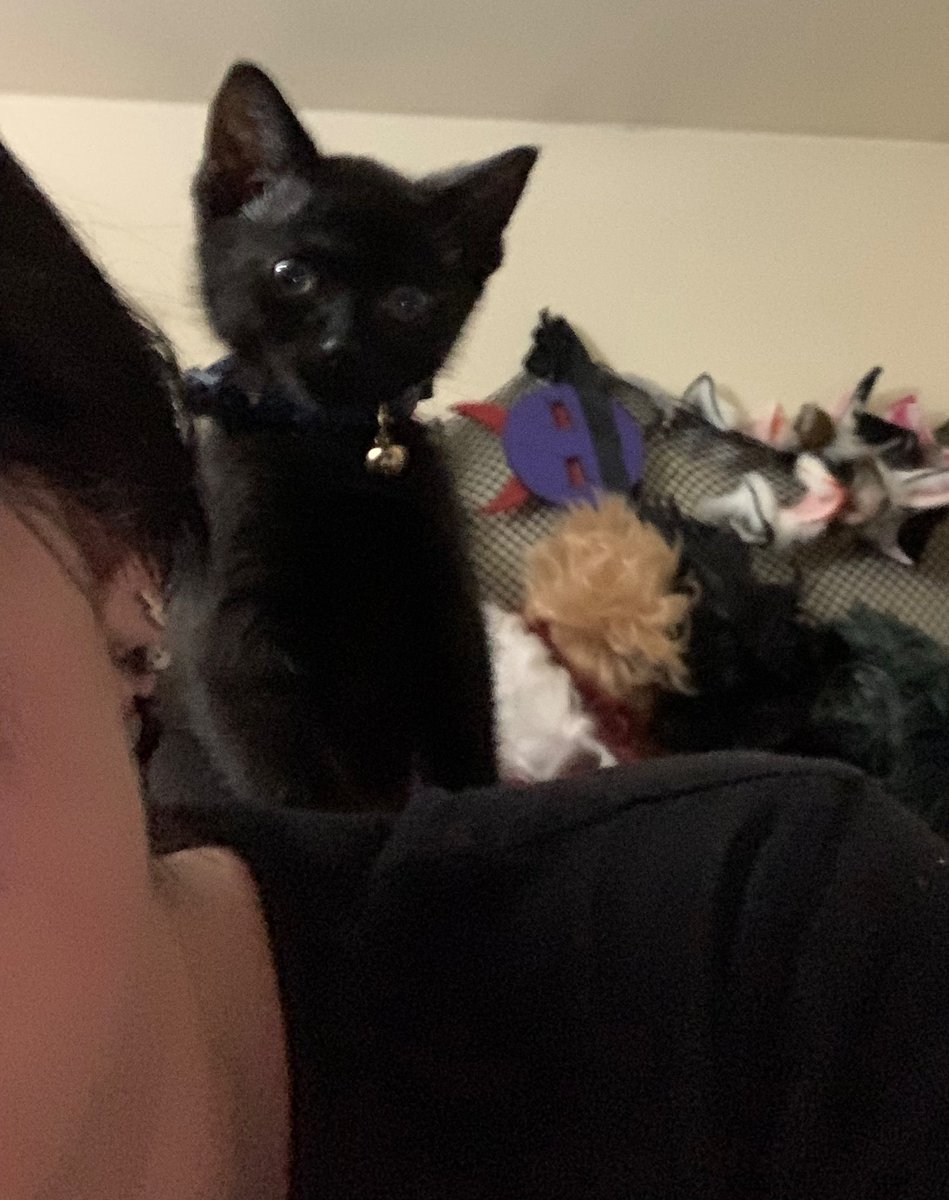 ashersbbs's tweet photo. She has taken over reviewing applications… who will be judged next…. #siegesmp https://t.co/XExcEL0qpn