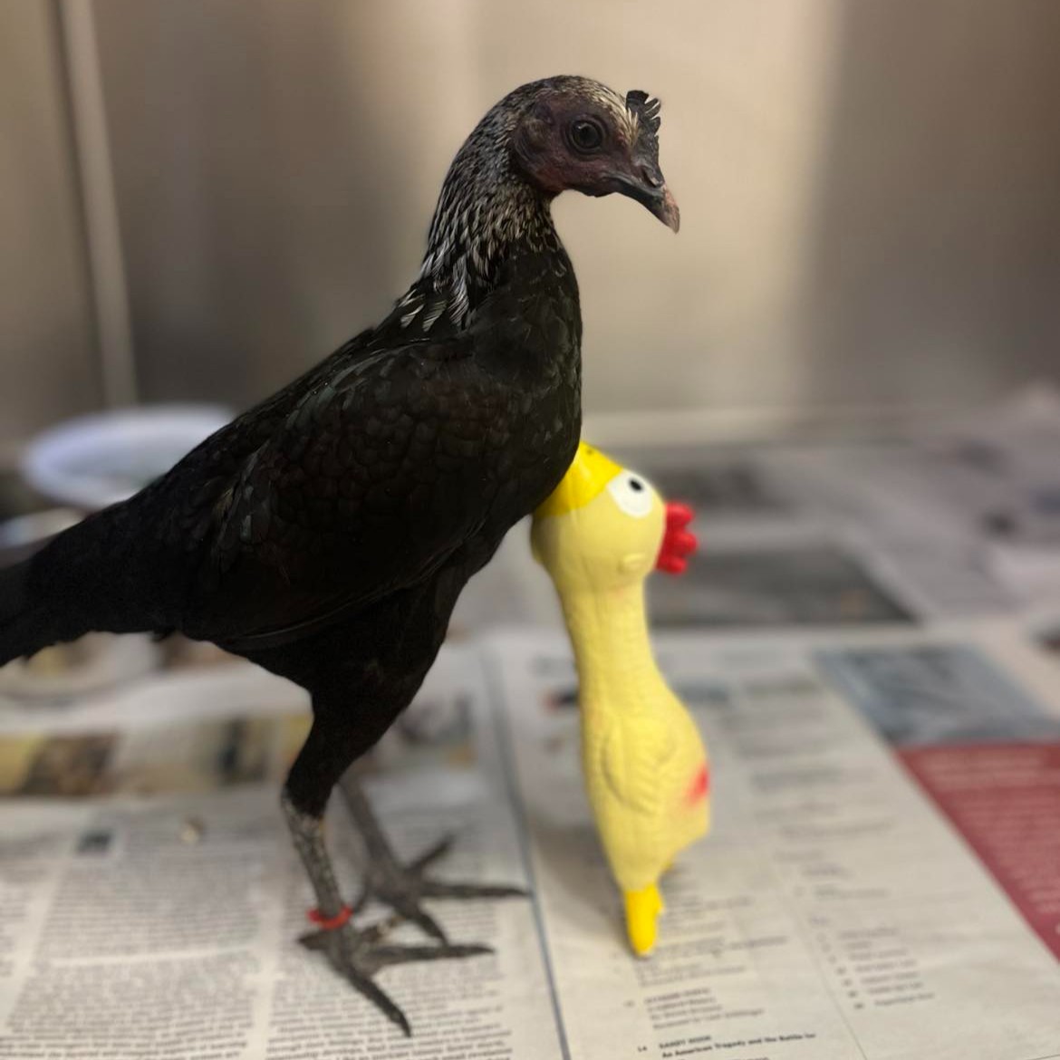 I don't know who needed to see this, but you are welcome. 🐔 

This miniature chicken was found on Bootys Rd on 7/13.  Please contact the shelter if you are missing one.

📭 animalsvc@georgetown.org
☎️ 512-930-3592