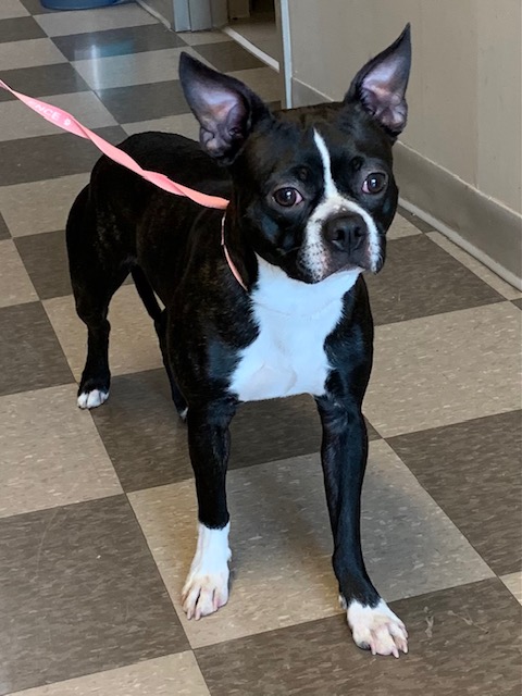 PetfindToronto's tweet image. #SEPP #TUSCAN #Pls RT2unite #FOUND #DOG- 13-Jul-23 #Toronto Animal Services A953713 #NORTH 416-338-8723 BLACK #BOSTONTERRIER M/?Age