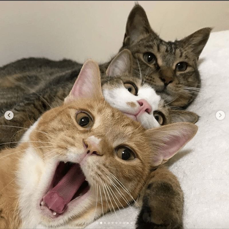 ShouldHaveCat's tweet photo. https://t.co/z02vqlM17G