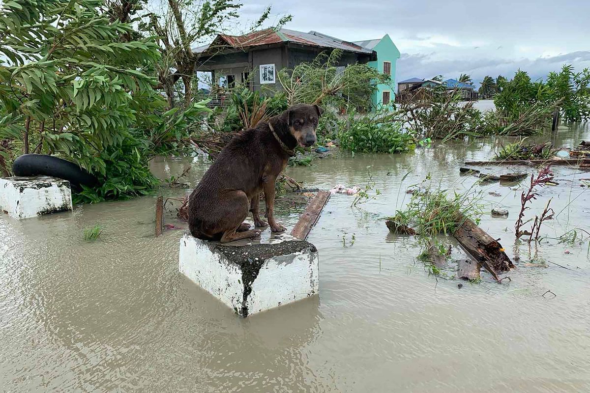 In times of calamities and disasters, please do not leave your pets behind.  They are dependent on their hoomans to survive.
They are family, you do not leave a family member during trying times.  #TYPHOONDODONG