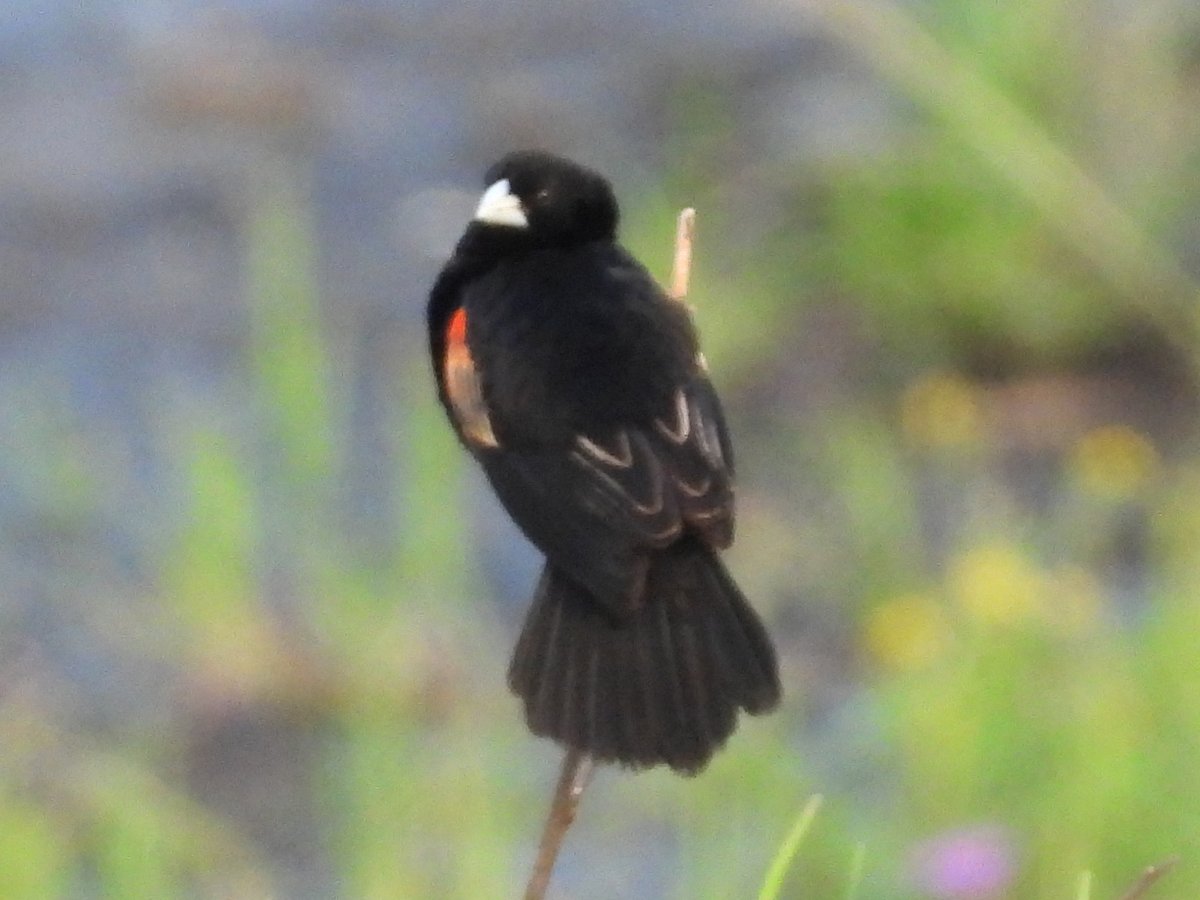 #667 Fan-tailed Widowbird (Euplectes axillaris) Himeville #KwaZuluNatal #SouthAfrica #Africa #birds #birding #birdwatching #birdphotography #twitternaturecommunity #nature #naturephotography #wildlife #wildlifephotography #birdoftheday #recordshot