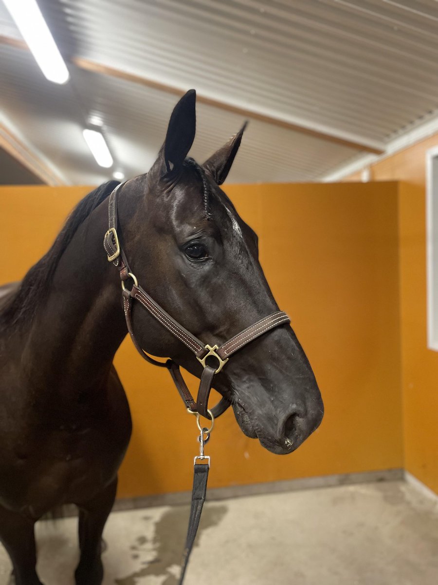 Allan Zonett tog tredje raka segern på lika många starter🌟🌟🌟 när han vann ikväll på Bollnäs☕️🍪🥇🥇🥇🤩