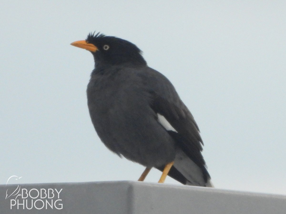 #155 Javan Myna (Acridotheres javanicus) Changi Airport #Singapore Reposted with a better photo #birds #birding #birdwatching #birdphotography #twitternaturecommunity #nature #naturephotography #wildlife #wildlifephotography #birdoftheday