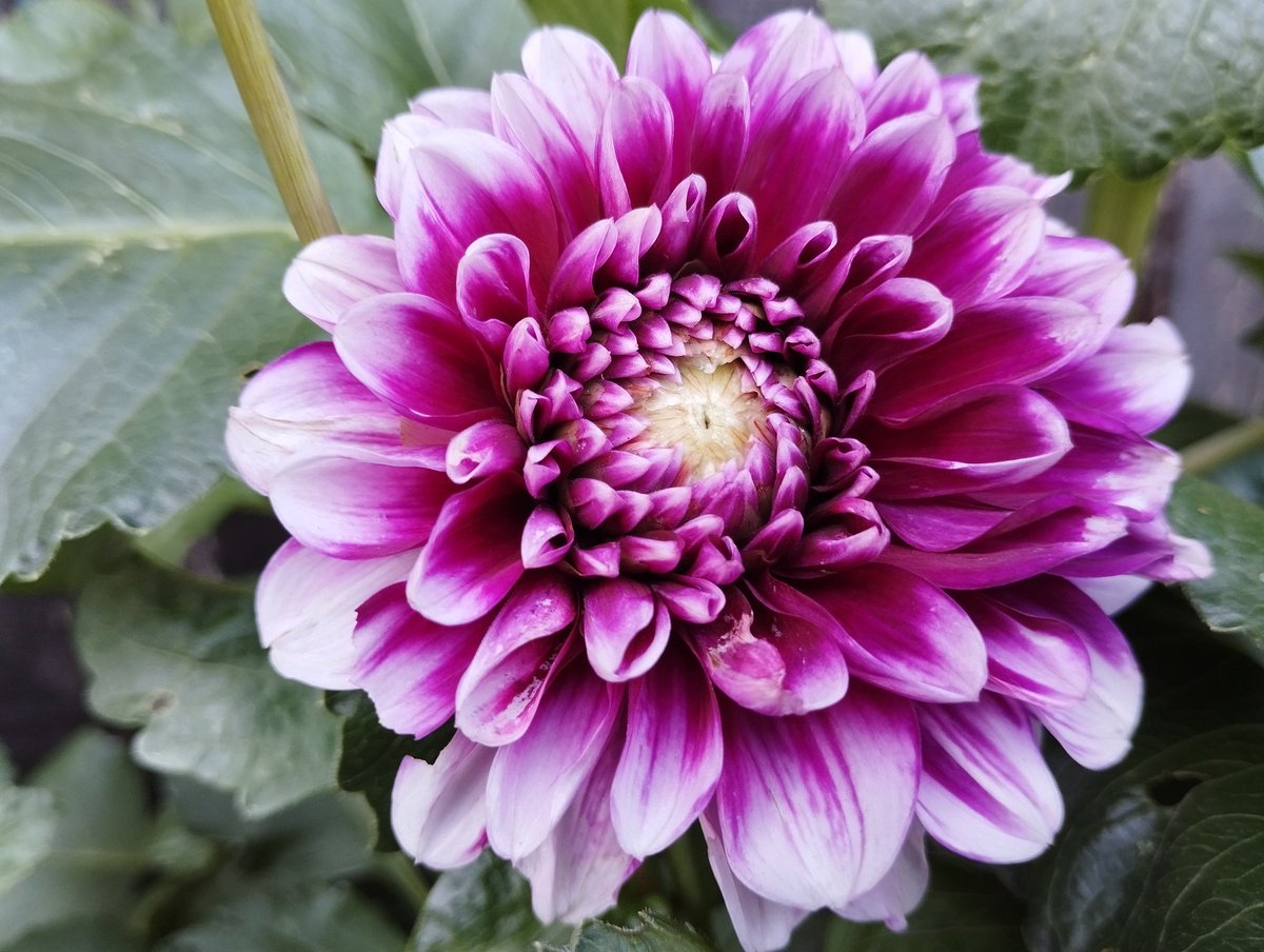 #Dahlia #flowers #thebeautyofnature