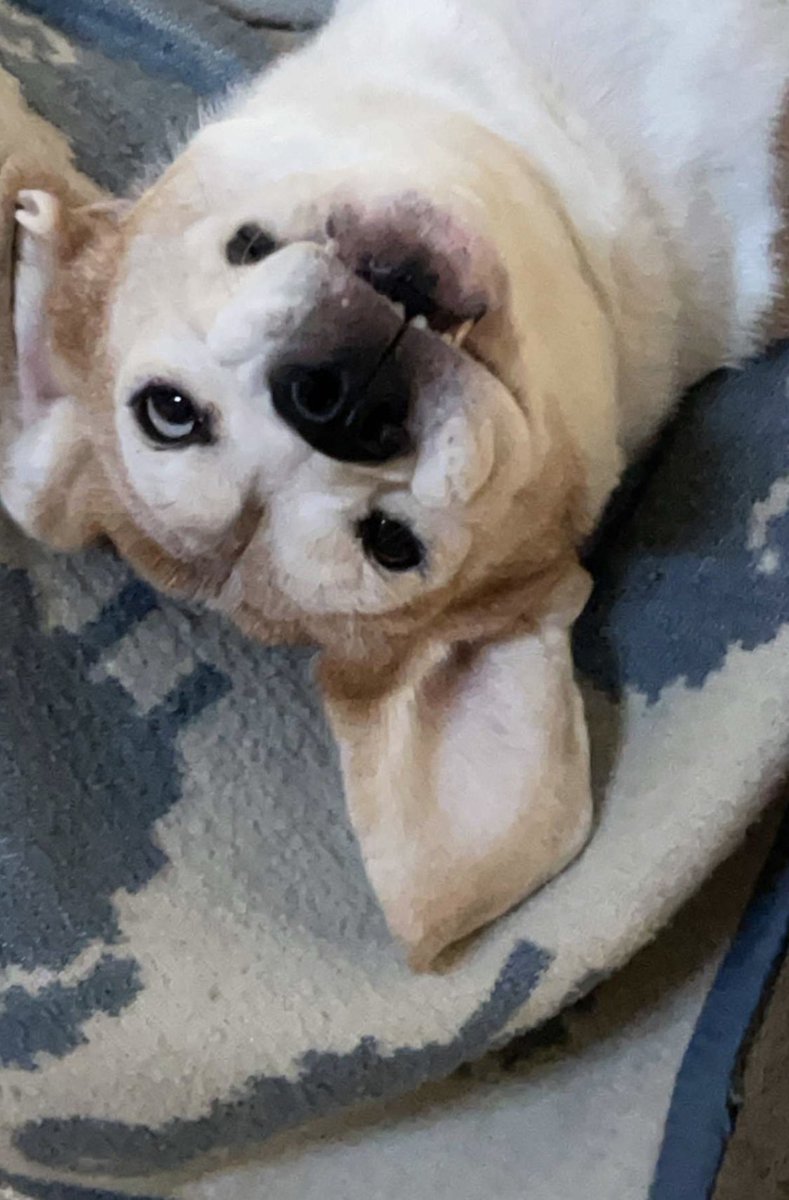 RileyBeagle tweet media