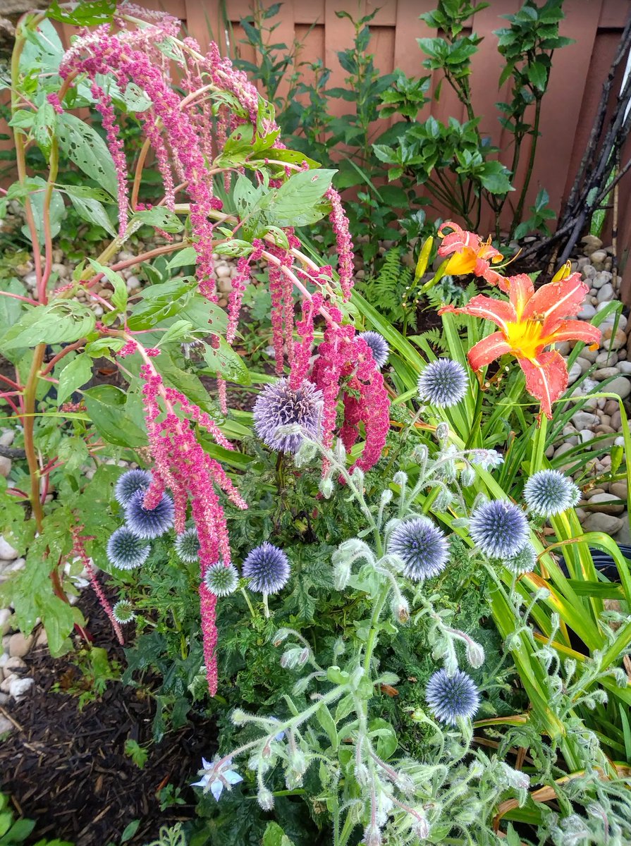 MaximizedGarden's tweet photo. Amaranth, Day Lilies, Blue Globe Thistle, and Borage blooming in unison at the perfect time! 😍

Summer is here! This bold combination is mostly edible.

#GardenMaximalism #GardeningTwitter #Flowers https://t.co/mDfhmGjYyT