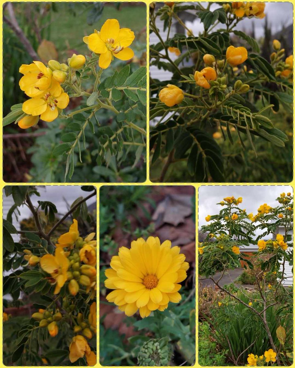GabyLynch9's tweet photo. #SundayYellow ๐๐๐ฟ๐ #Flowers #Faffing ๐ @DavidMariposa1 https://t.co/z4SSQ3ByiU