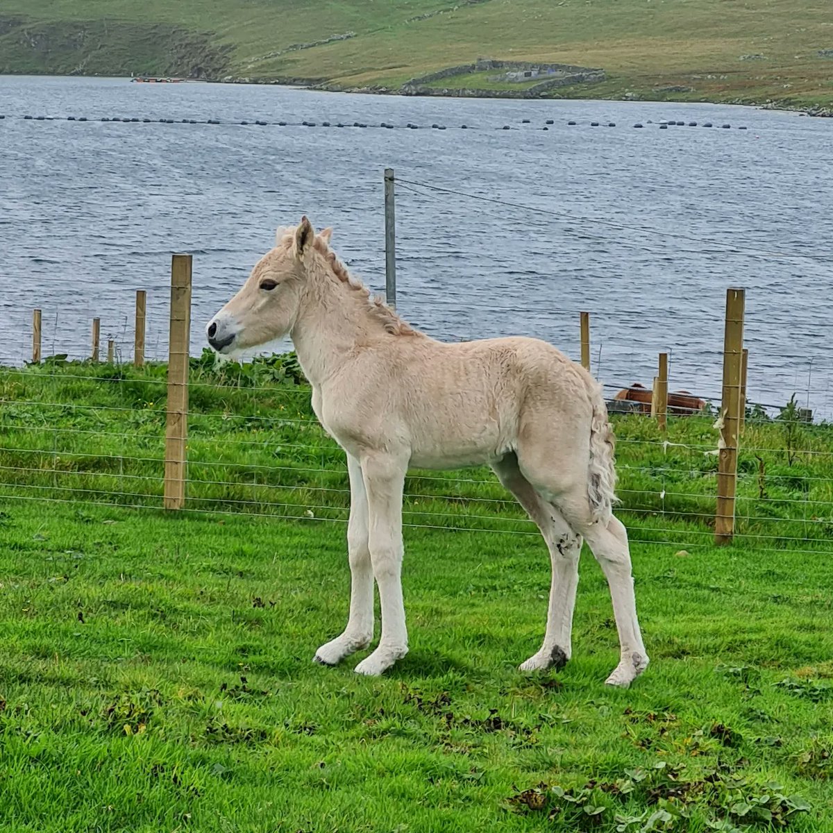 ElliPuukangas's tweet image. Tammie day 1 and year 2. His birthday is in September, hard to believe we've got this far.
#fjordhorse #foal