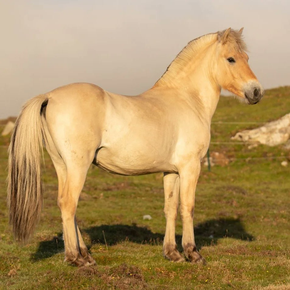 ElliPuukangas's tweet image. Tammie day 1 and year 2. His birthday is in September, hard to believe we've got this far.
#fjordhorse #foal