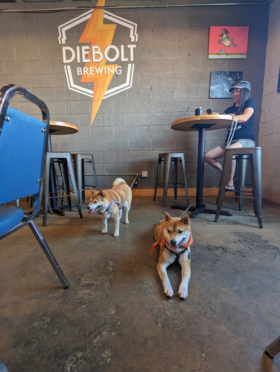ShibaMoxie's tweet image. #brewerydog in training!
#shiba #shibainu @DieboltBrewing #brewery #beer #SaturdayVibes #SaturdayFeeling #brewery #foster @COShibaRescue
