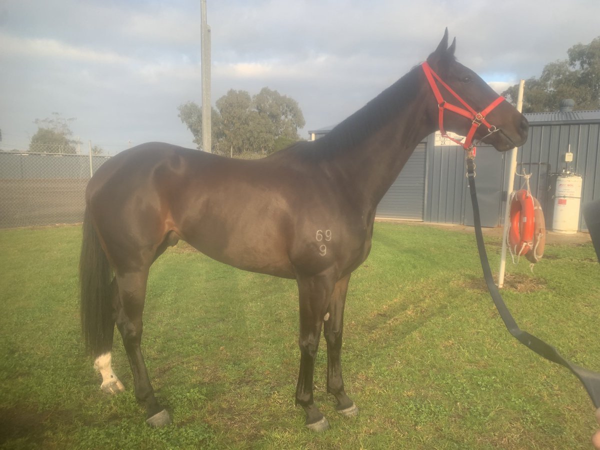 Albanian I am has pulled up super. Gone from strength to strength.