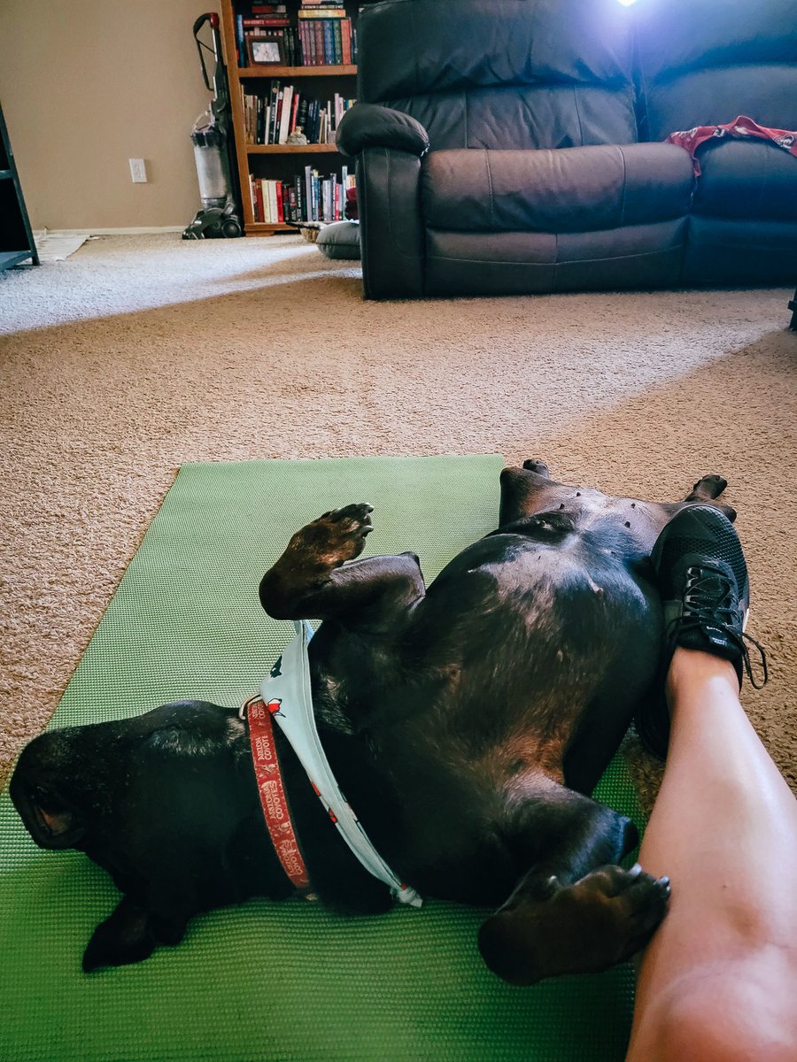 ShadowThePibble's tweet image. I helps mom wit her workout. Am I doing it right??