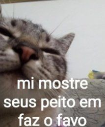 perfil dedicado a gatinhos e peitos tweet media
