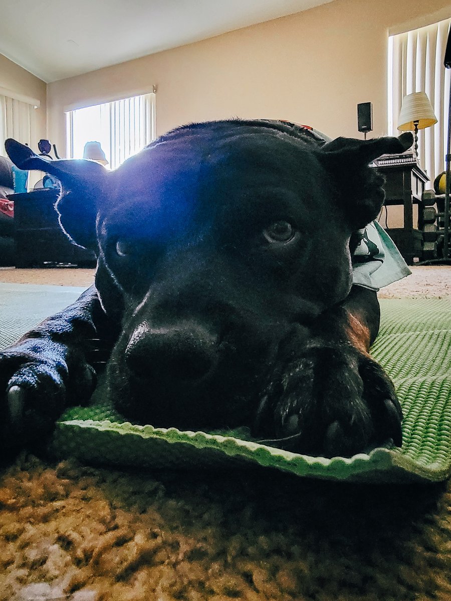 ShadowThePibble's tweet image. You cannot deny it. I iz cutest.