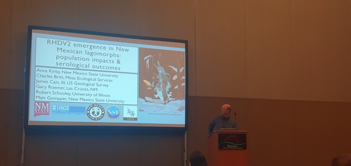 @coatiwhisperer presenting fascinating results on the effect of RHDV2 (a rabbit virus) on populations. Shows that the disease led to a 24% decline in encounter rates and densities.