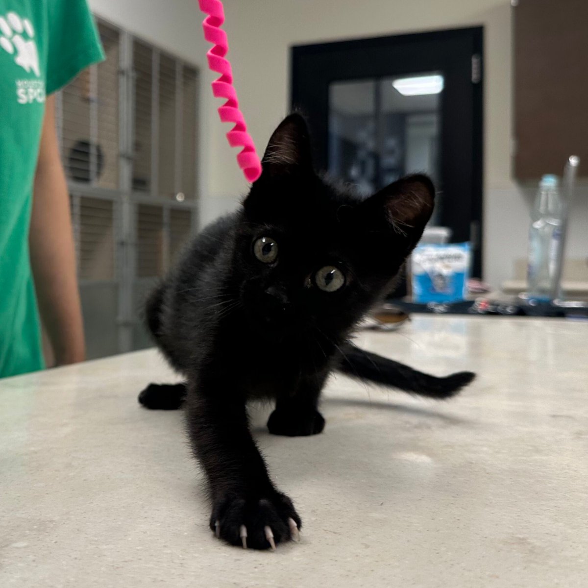 Meet Magic, a tripaw kitten rescued by a Good Samaritan after she was found limping. Our veterinary team amputated her leg to improve her quality of life. Still, Magic remains a loving and energetic kitten who loves to cuddle!

#AdoptMe #CatLovers #HoustonSPCA