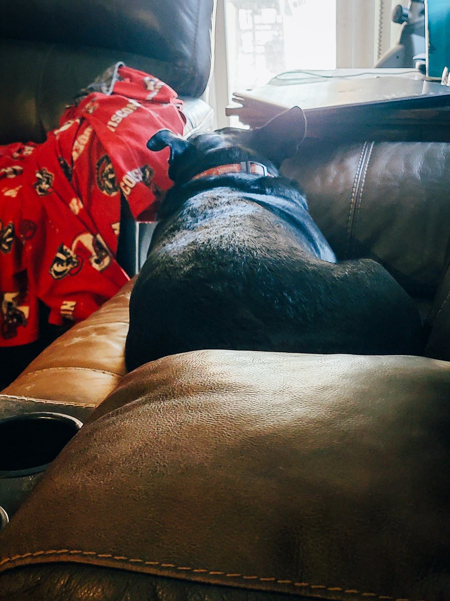 ShadowThePibble's tweet image. Mom says I iz drama queen when I don't get what I wants. I don't know why...