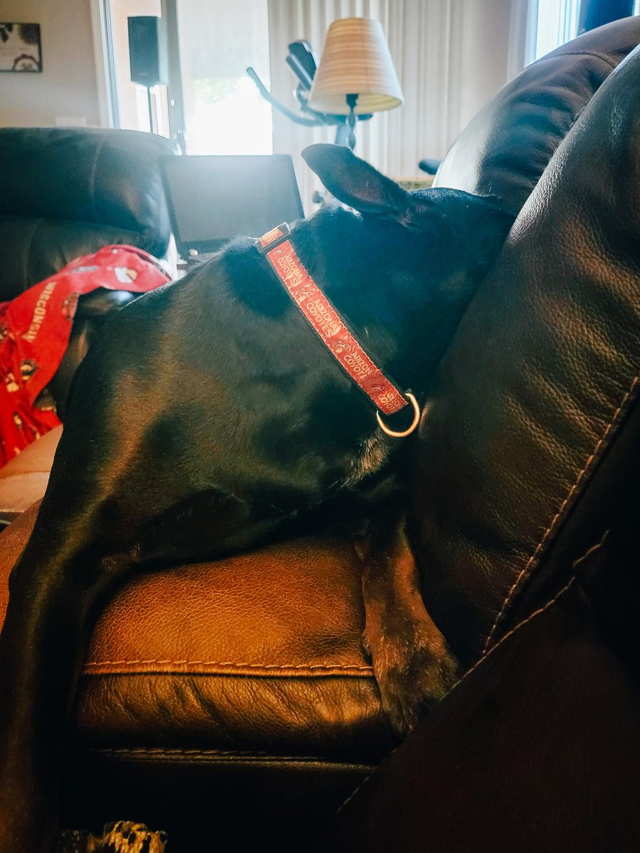 ShadowThePibble's tweet image. Mom says I iz drama queen when I don't get what I wants. I don't know why...