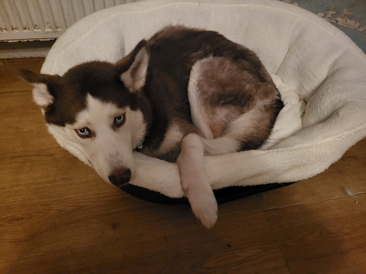 Looking thoroughly sorry for herself after the vet visit 😖🤮 #husky #huskies #siberianhuskies
#emergencyvet #emetics #feelingsorry