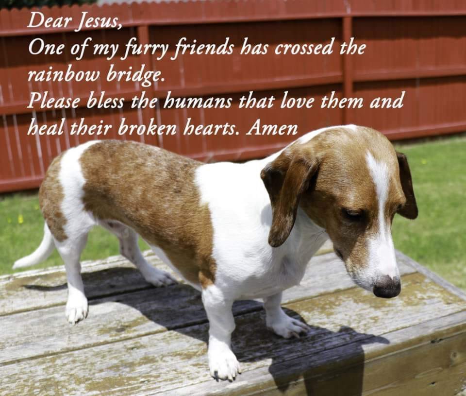 dachsiebabe's tweet photo. @Marvinmason8 https://t.co/5hulS6mYE6