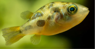 Lefty3213a's tweet photo. THE MOST ADORABLE FISH EVERY! THE PEA PUFFER!!! #FishTank #fishbowl #fish #Competition #Influencer #influencermarketing #tbt #picture #aquarium #YouTube #YouTubers #YouTuber #youtubepremium #YouTubers #peapuffer #puffer #pufferfish #PuffPuffPass #FridayVibes #FridayFeeling #TGIF https://t.co/VPhCqJiRR5