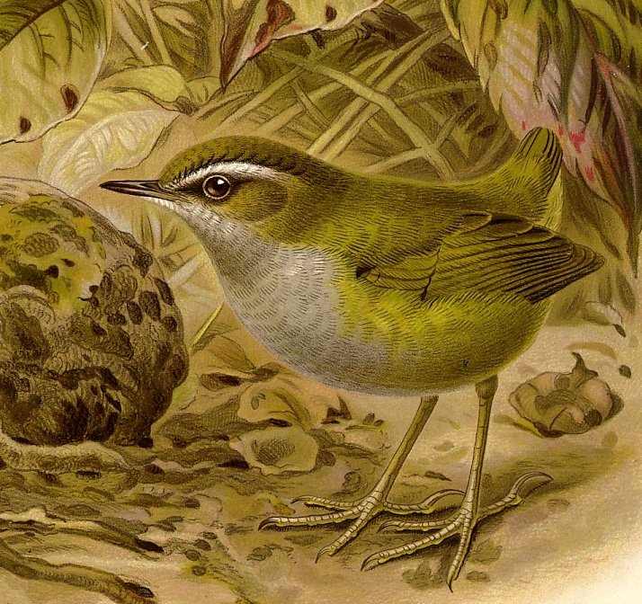 ZealandEarly's tweet photo. #ExtinctNZBirds
Bushwren - Described in 1789. Flightless, grew to 9 cm long, weighing 16 g. Widespread throughout the main islands of the country until the late 19th century when mustelids were introduced & joined rats as invasive predators. Extinct by 1972. Source: Wikipedia. https://t.co/7ce3zdzu4i