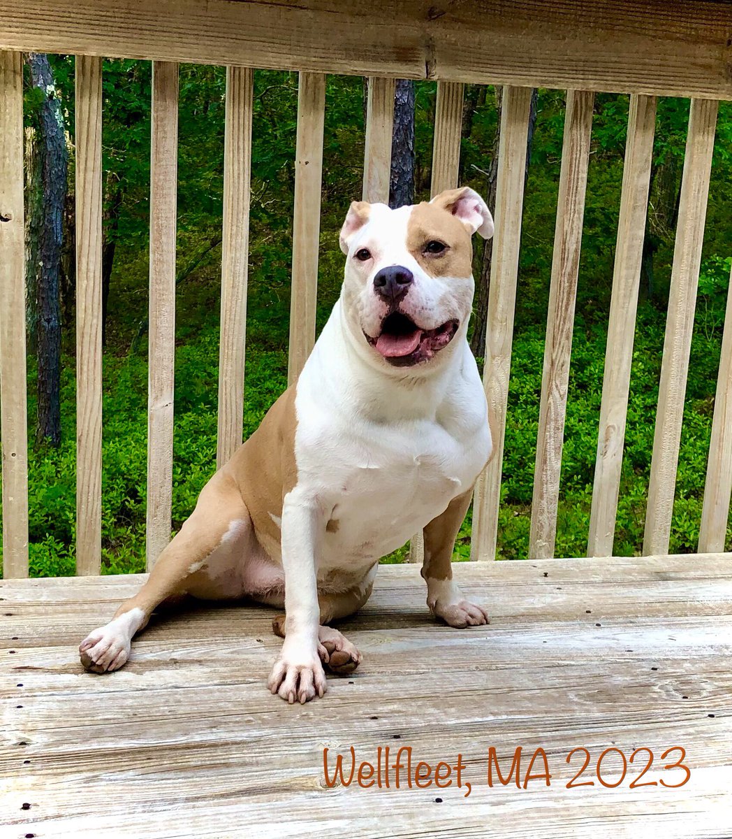 mgallo43's tweet photo. Sweet Pea 🐶💚 Cape Cod 2023 - Wellfleet, MA https://t.co/5yssSxmtdx