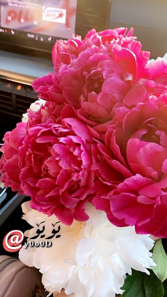 ••ᘓ᭄⍣⃝ ˓٭˛✿|• 𓏲••𝒴ℴℴ𝓈𝓊𝒻••♥ tweet media