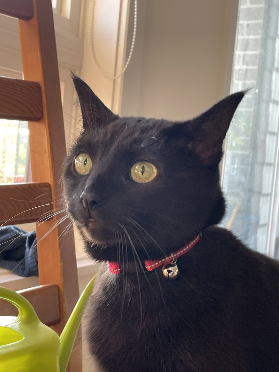 aCatNamedDaisy's tweet photo. Showing you all my pretty new collar #CatsOfTwitter https://t.co/FqqpwN8nVI