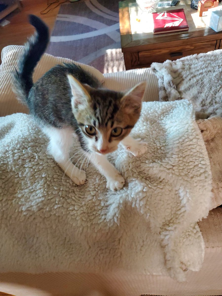 jsheese's tweet photo. Happy #Caturday from my newest #foster, all 1.5 pounds of him. #kitten #CatsOfTwitter #fosteringsaveslives https://t.co/cG1Ecp0Pgt
