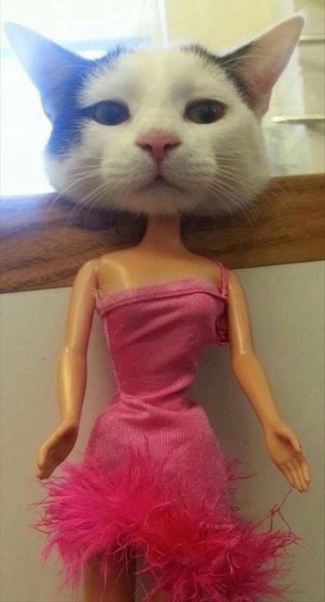 <a href="/Number10cat/">Larry the Cat</a> Barbie Cat is READY