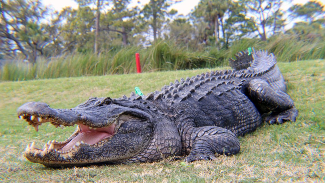 Possum Reviews on Twitter: "Why are alligators always green in cartoons