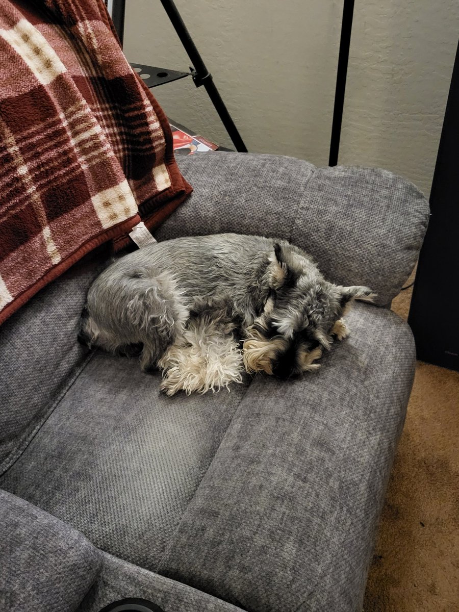 geezerpup's tweet photo. Time for my pre-bed snooze. Which is pretty much the same as all my other snoozing times #dogsoftwitter #SchnauzerGang #dogswithbeards https://t.co/05jQs4HCEp