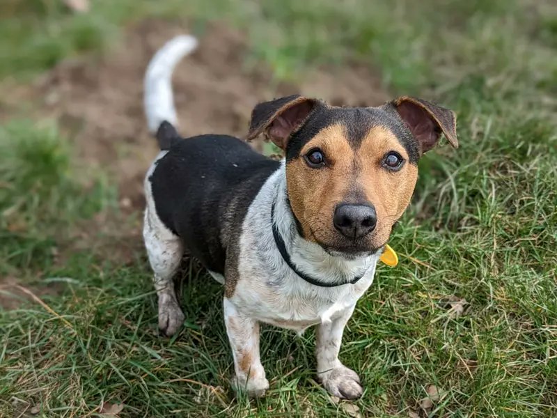Please retweet to help Jack find a home #SHREWSBURY #SHROPSHIRE 

Wonderful companion, Jack Russell aged 4.  He's had a sheltered life and needs an adult home as the only pet, though can walk with dog pals. 

DETAILS or APPLY👇 dogstrust.org.uk/rehoming/dogs/…… 
#dogs #AdoptDontShop