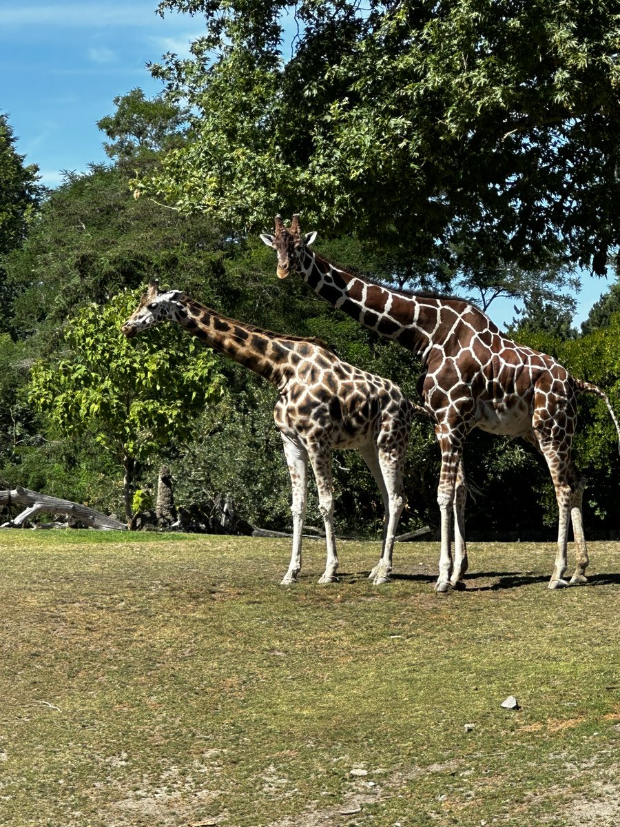 Staplehead1775's tweet photo. zoo day https://t.co/7bOlbJUn8Z