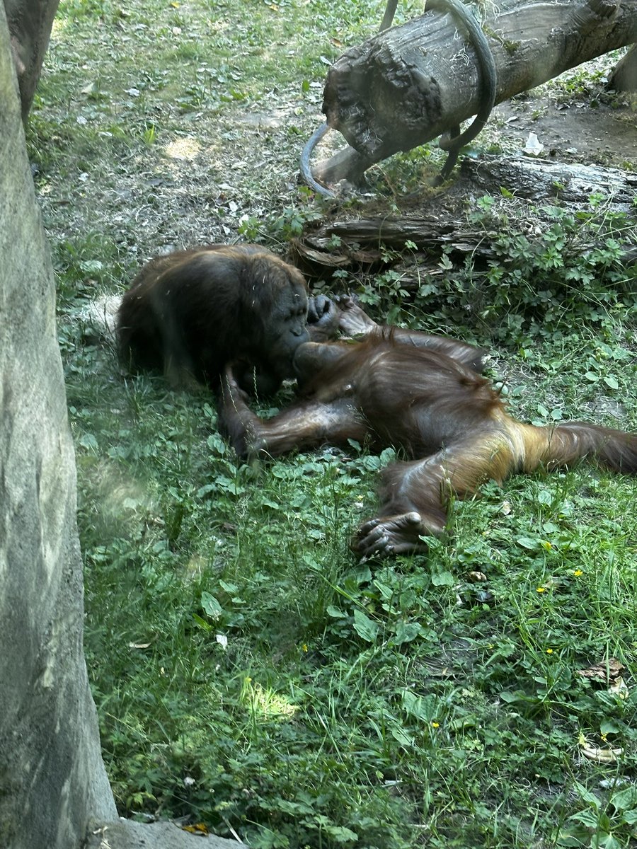 Staplehead1775's tweet photo. zoo day https://t.co/7bOlbJUn8Z